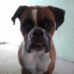 Odie